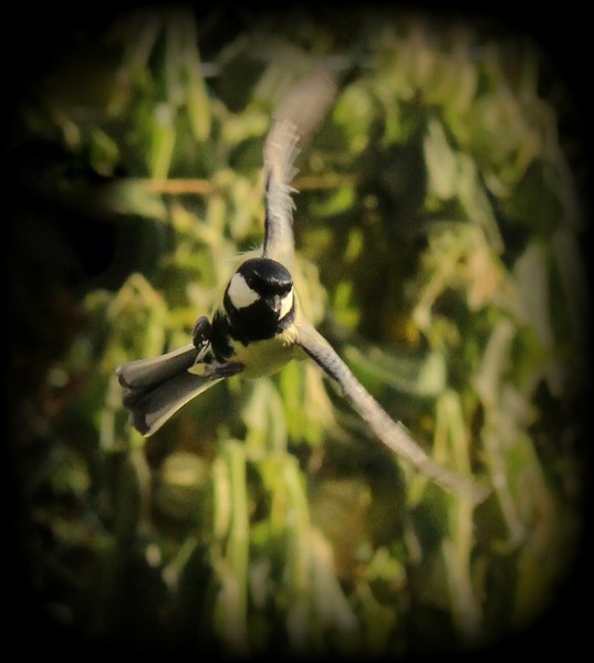 fantasia Img_8211