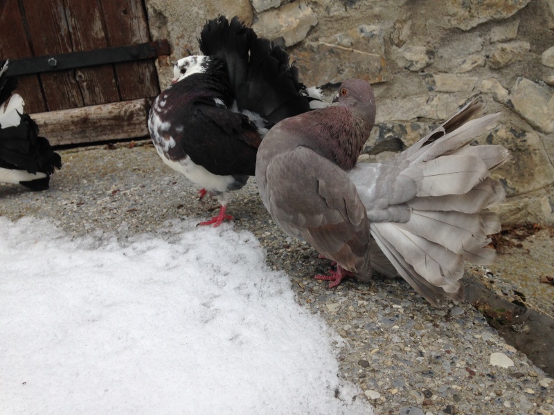 Mes pigeons paon fantail Img_2417