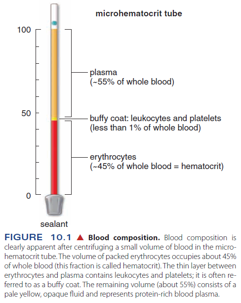 Hematopoiesis. The mystery of blood Cell and vascular Formation Blood_10