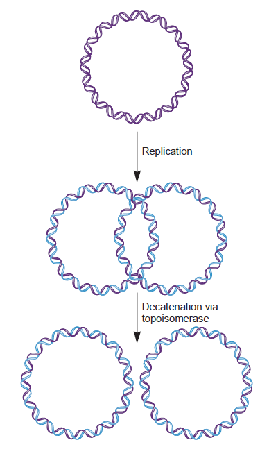 DNA replication of prokaryotes - Page 2 Catena10