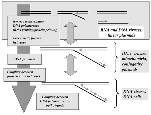 dna replication - DNA replication of prokaryotes - Page 2 Ch314f10