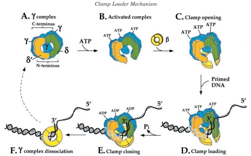 DNA replication of prokaryotes - Page 2 Clamp_10