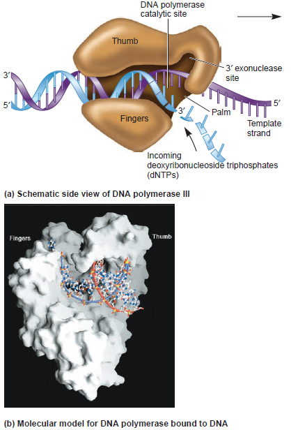 DNA replication of prokaryotes - Page 2 Dna_po12