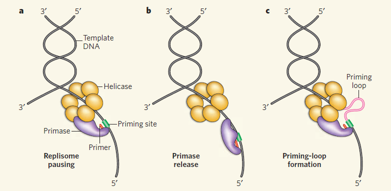 DNA replication of prokaryotes - Page 2 Dna_po14