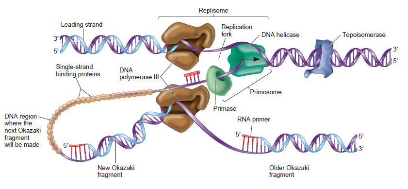DNA replication of prokaryotes Dna_po16