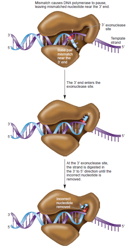 DNA replication of prokaryotes Dna_po17