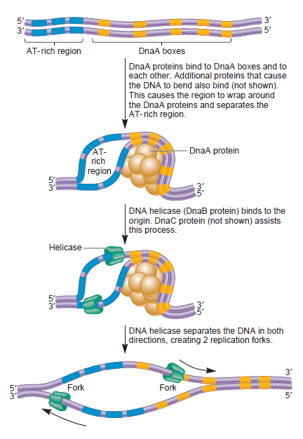 dna replication - DNA replication of prokaryotes Dsffsd10