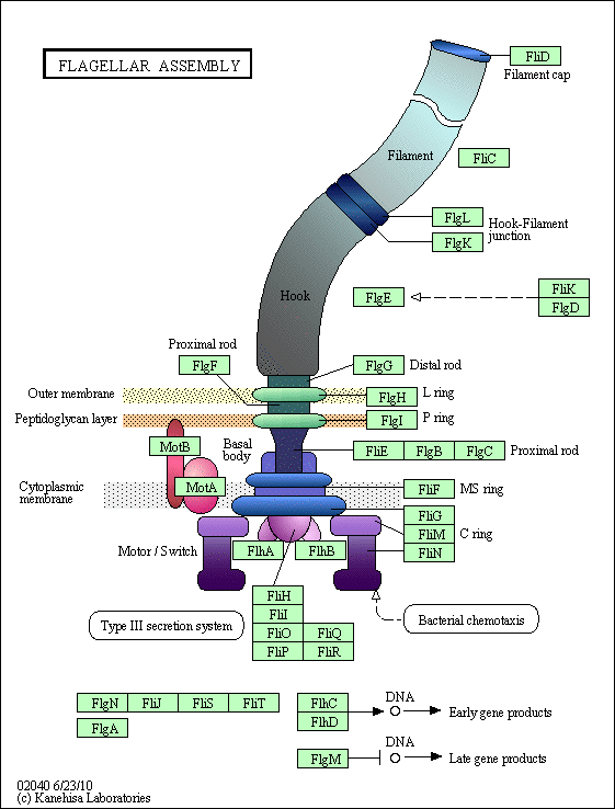 Flagellum, Behe's prime example of irreducible complexity Eco02010