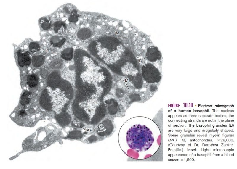 Hematopoiesis. The mystery of blood Cell and vascular Formation Electr10