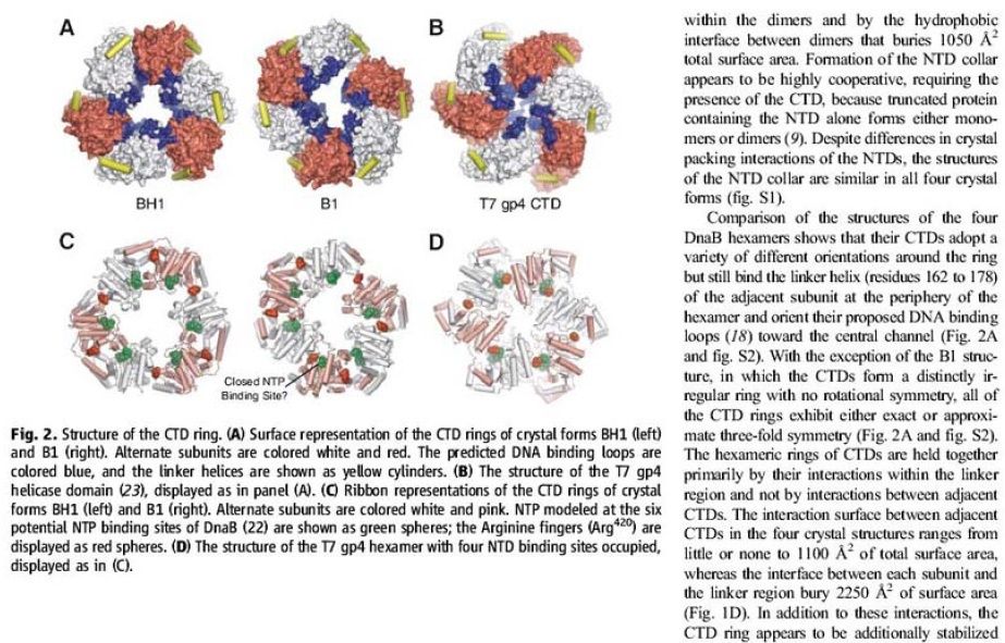 DNA replication of prokaryotes - Page 2 Ertert11