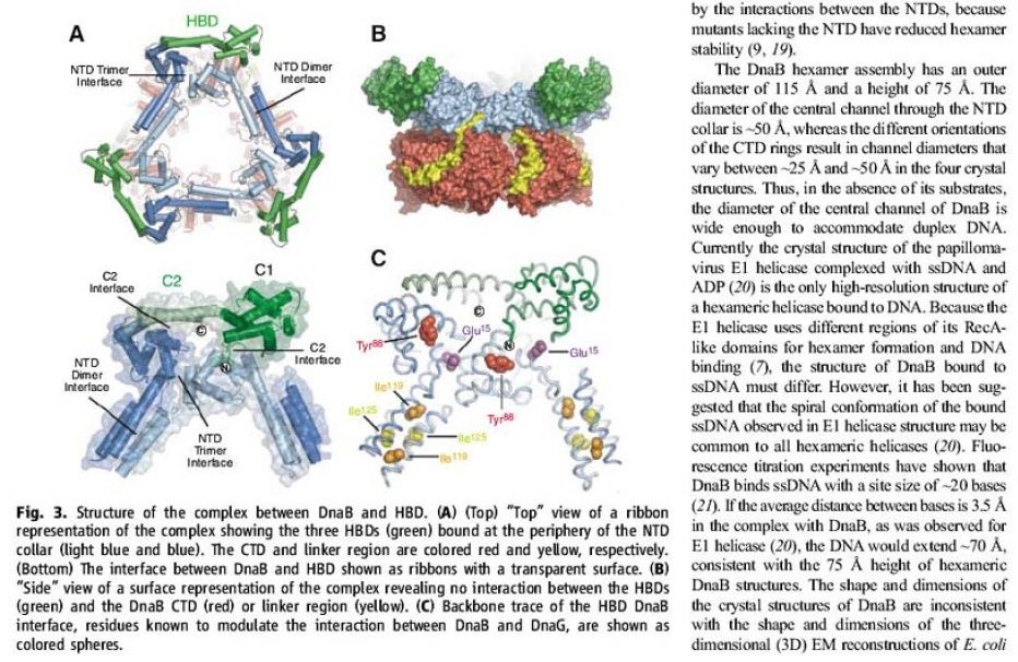DNA replication of prokaryotes - Page 2 Ertert12