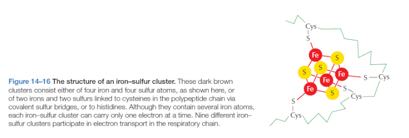 Iron-sulfur clusters: Basic building blocks for life  Feclus11