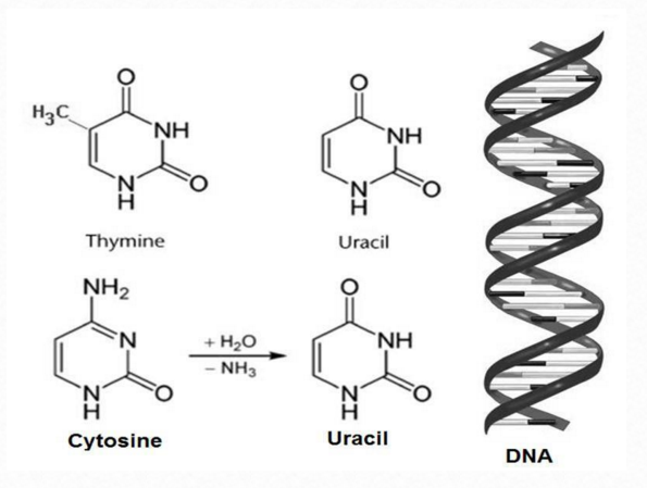 Who had the "good idea" to exchange  Thymine to Uracil? Figura10