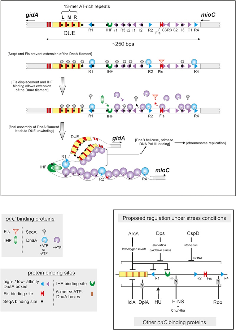 DNA replication of prokaryotes - Page 2 Fmicb-10