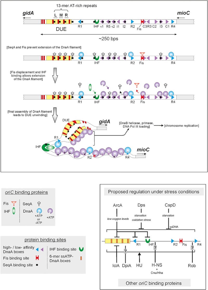 dna replication - DNA replication of prokaryotes - Page 2 Fmicb-10