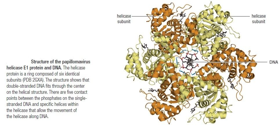 dna replication - DNA replication of prokaryotes Helica10