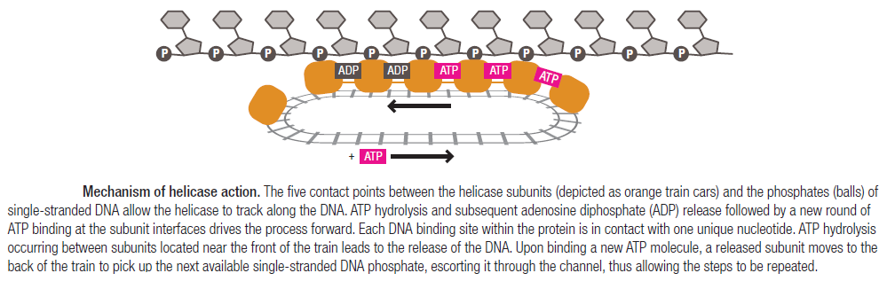 DNA replication of prokaryotes Helica10
