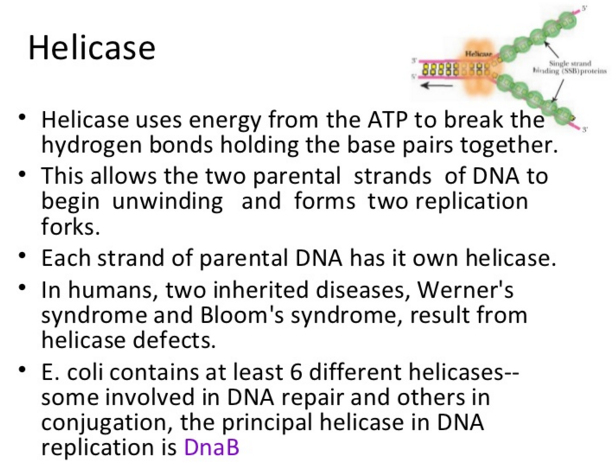 DNA replication of prokaryotes Helica11
