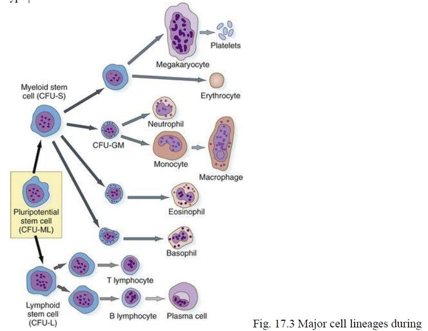 Hematopoiesis. The mystery of blood Cell and vascular Formation Hemato11