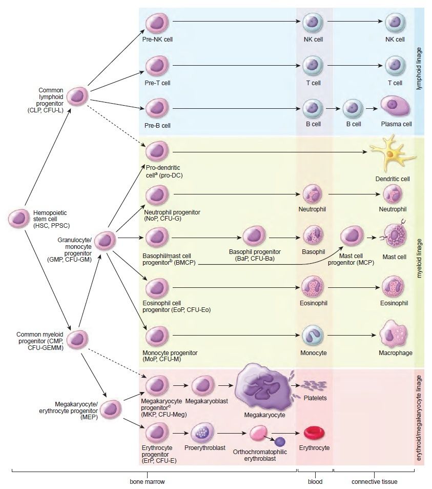 Hematopoiesis. The mystery of blood Cell and vascular Formation Hemopo10