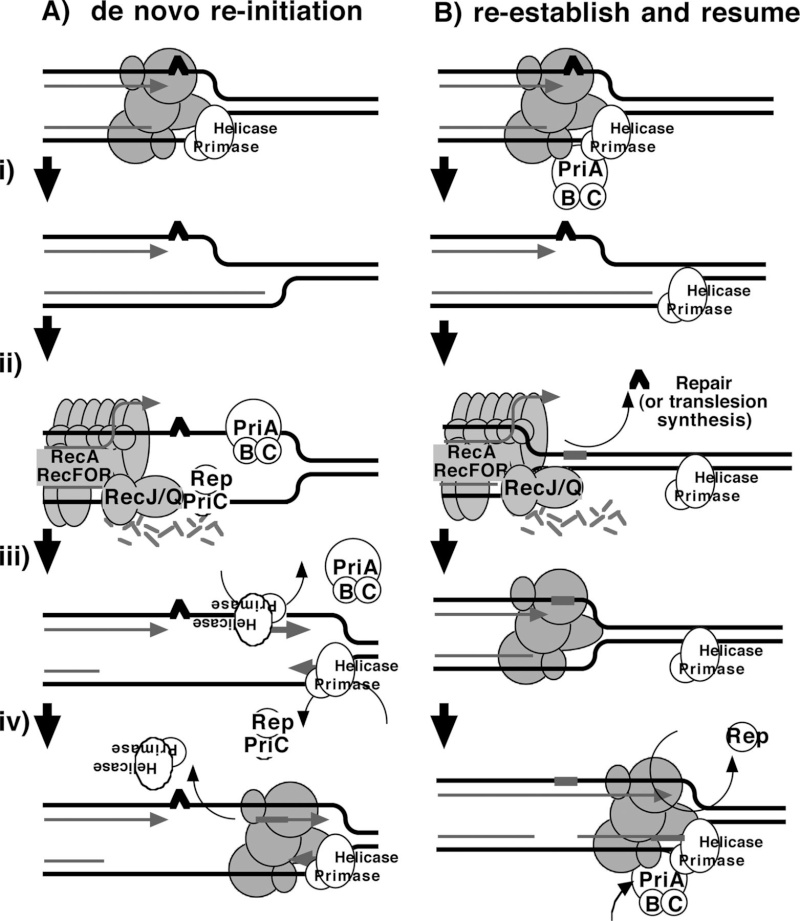 DNA replication of prokaryotes - Page 2 Iii_i_11