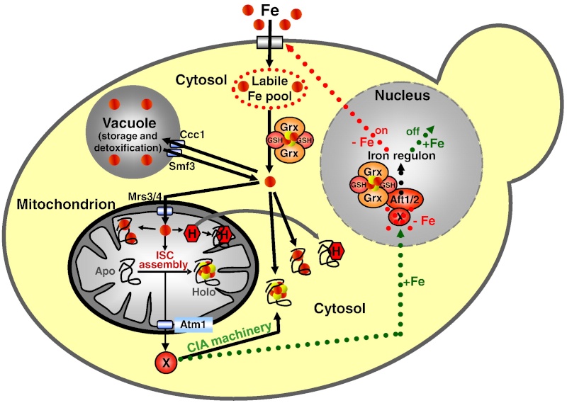 Iron-sulfur clusters: Basic building blocks for life  Intrac10