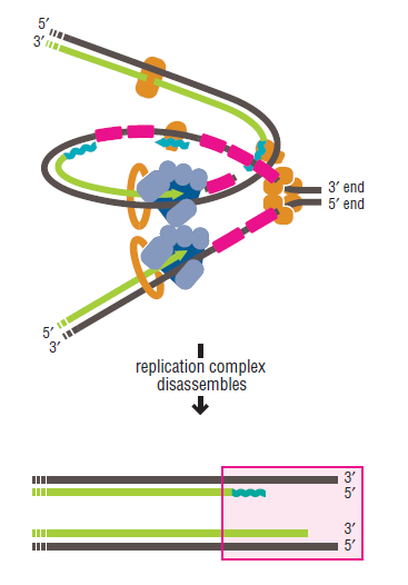 DNA replication of prokaryotes Loss_o10