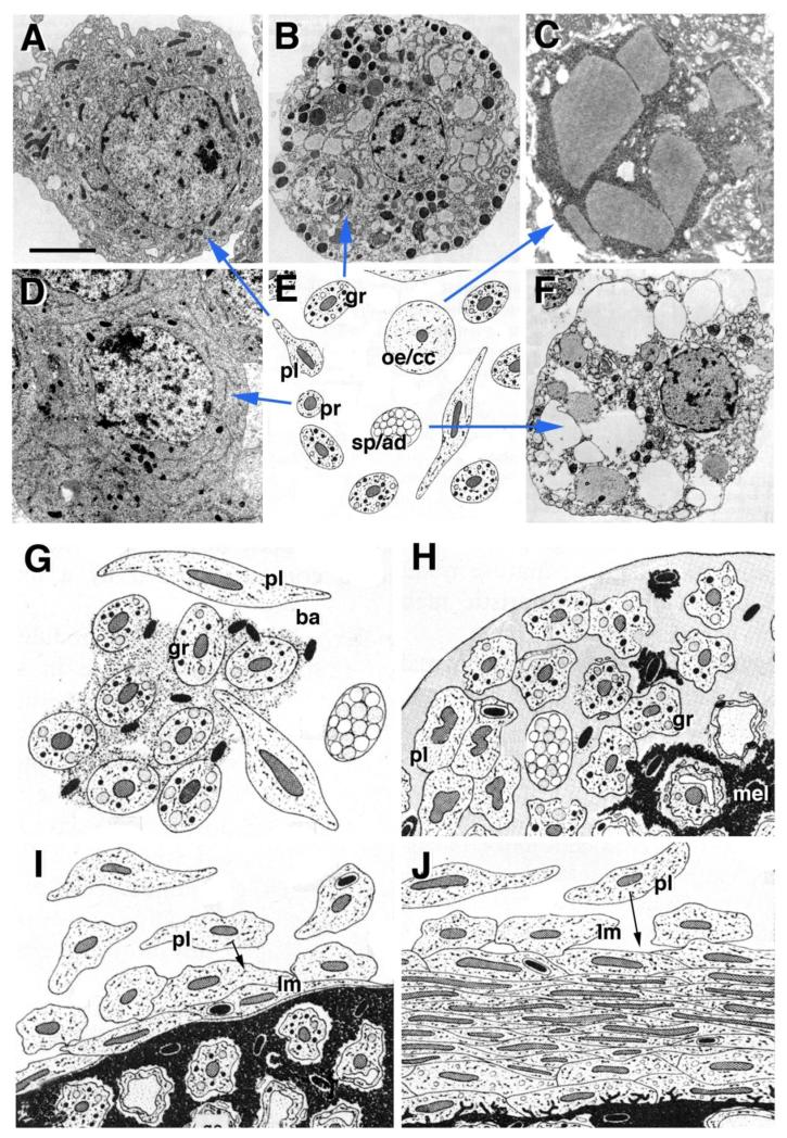 Differences between hemolyph and blood Nihms-19