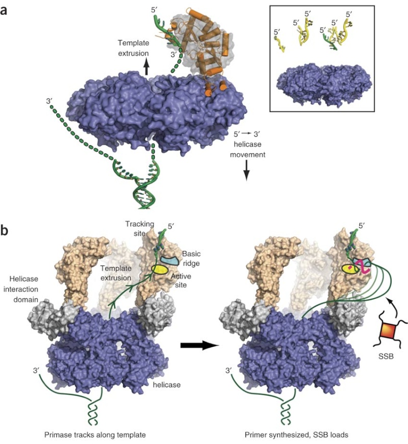 DNA replication of prokaryotes Nsmb_116