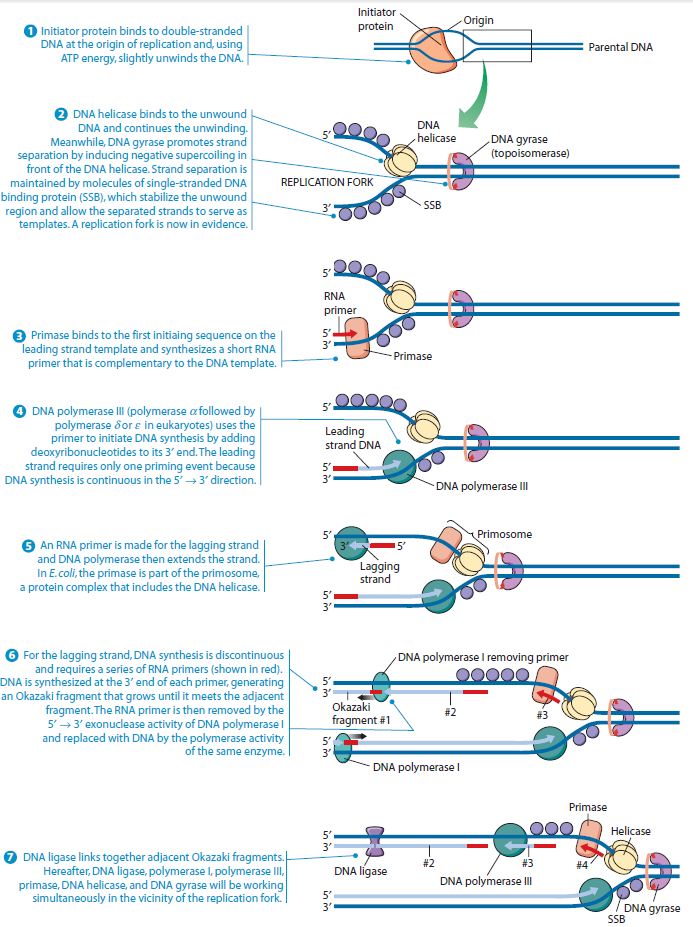 dna replication in prokaryotes research paper