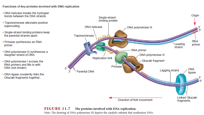 DNA replication of prokaryotes - Page 2 Protei12