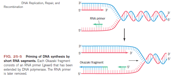 dna replication - DNA replication of prokaryotes Qeqwee11