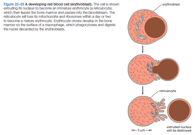 Hematopoiesis. The mystery of blood Cell and vascular Formation Red_bl10