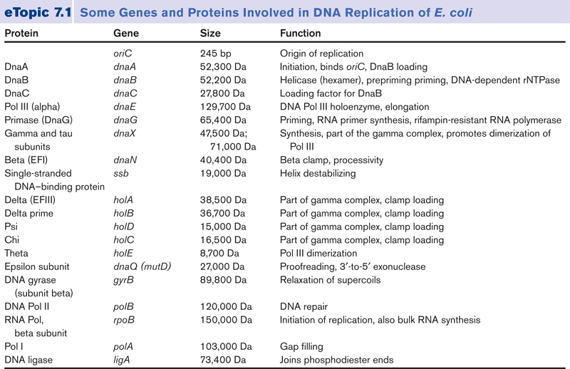 DNA replication of prokaryotes Sfmb2e10