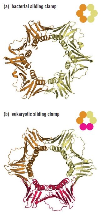 DNA replication of prokaryotes Slidin10