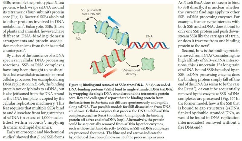 DNA replication of prokaryotes - Page 2 Slip_s13