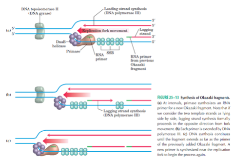Dna Replication Of Prokaryotes