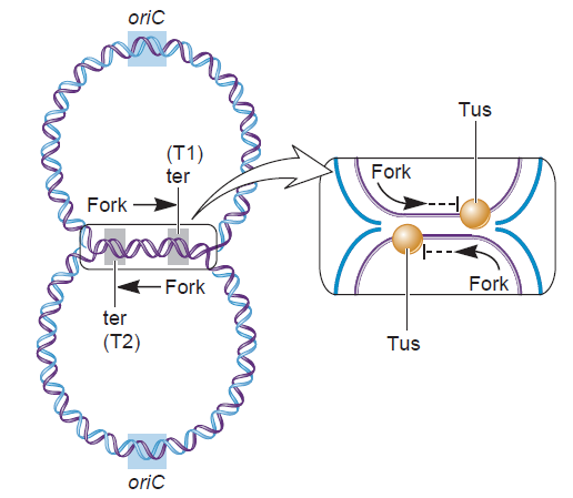 DNA replication of prokaryotes - Page 2 Tus10