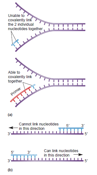 DNA replication of prokaryotes - Page 2 Unusua10
