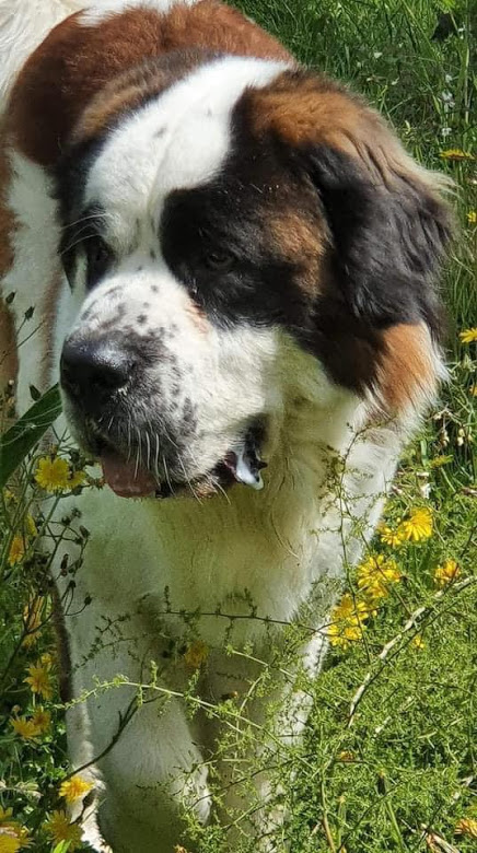 North, beau male à l'adoption Img-2045