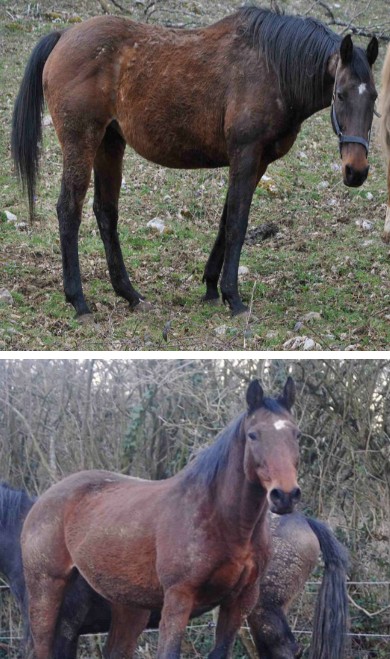 LISIA - ONC selle née en 1998 - adoptée en mars 2014 par mammiemitsou - Page 2 3010