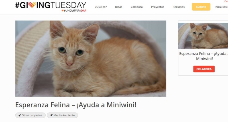 Esperanza felina en #GivingTuesday Giving10