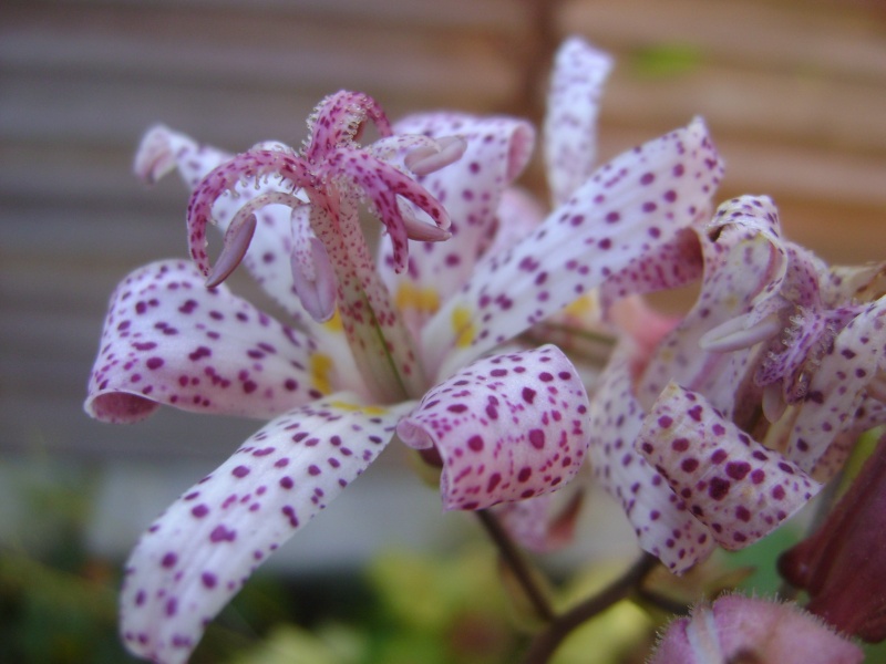 orchidée vivace   Dsc00715