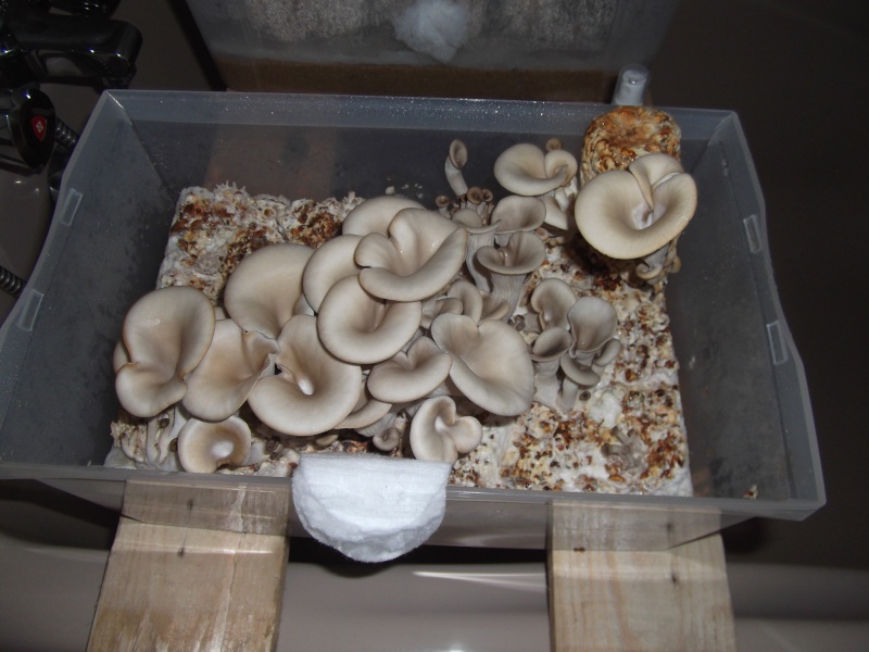http - Culture de champignons sur bûches - Page 3 Dscf0611