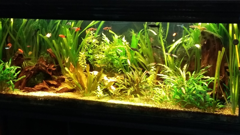 bac est en eau 70l plat microfish inspiration iwagumi 20151013