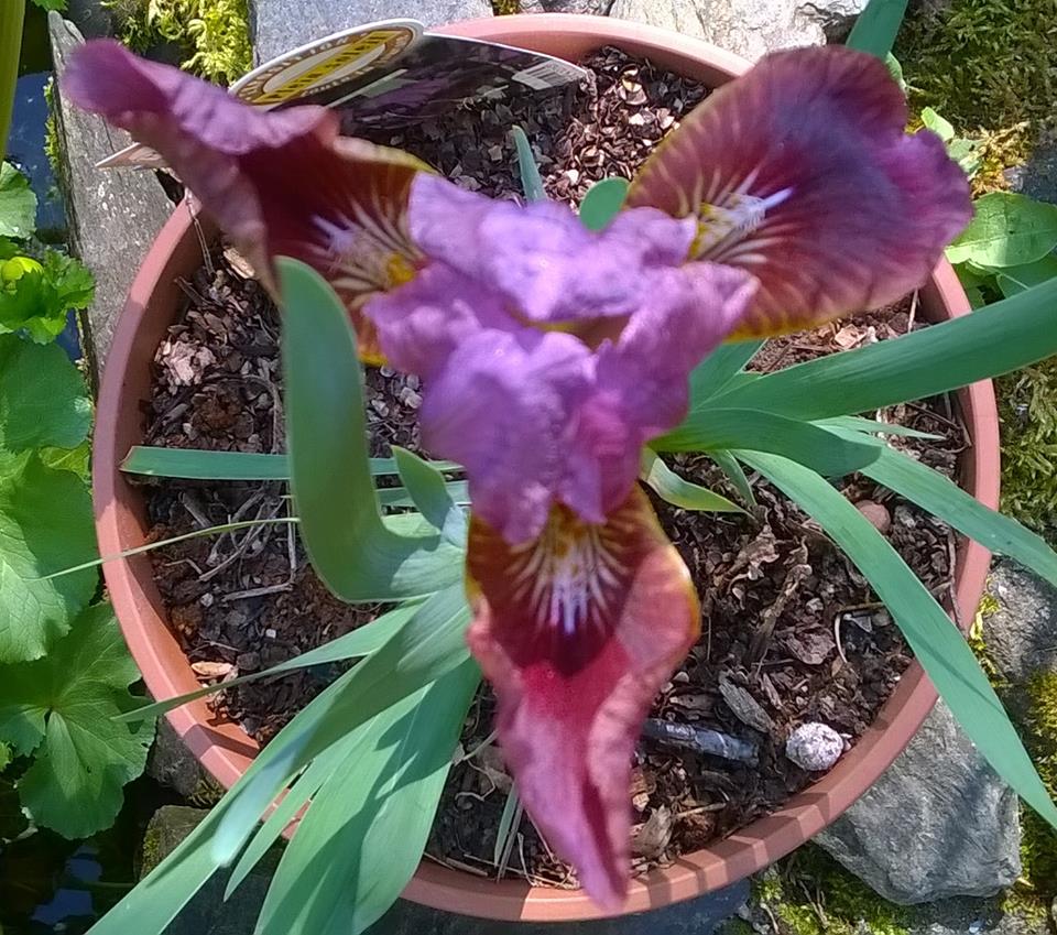 identification iris britanique bicolor 57308910