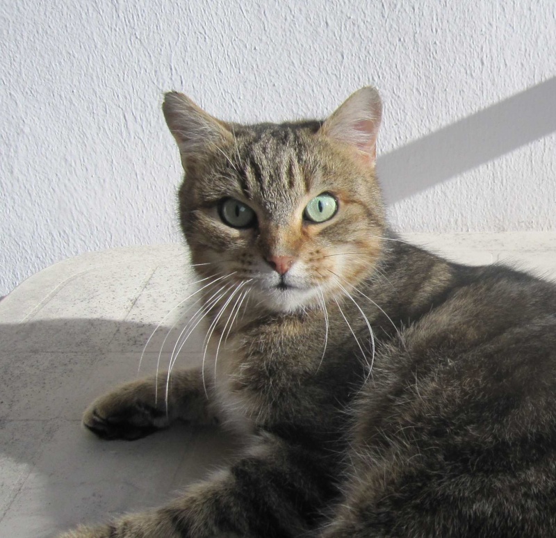 HANJI, chat européen tigré, né en 2012, EN DON LIBRE Hanji_29