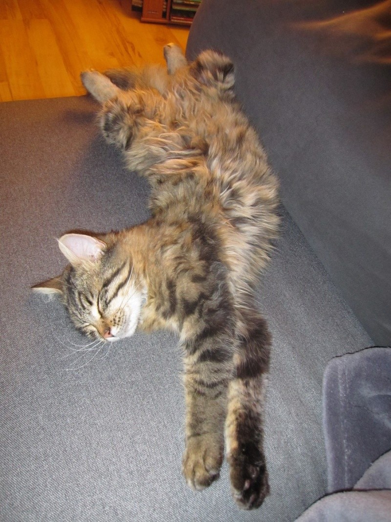 JANELLE, jeune chatte européenne, poils longs tabby fauve, née en novembre 2014 Img_2210