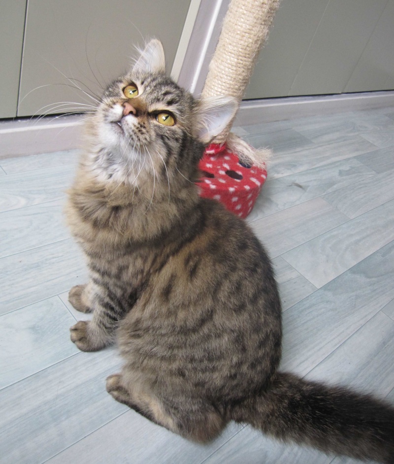 JANELLE, jeune chatte européenne, poils longs tabby fauve, née en novembre 2014 Janell10