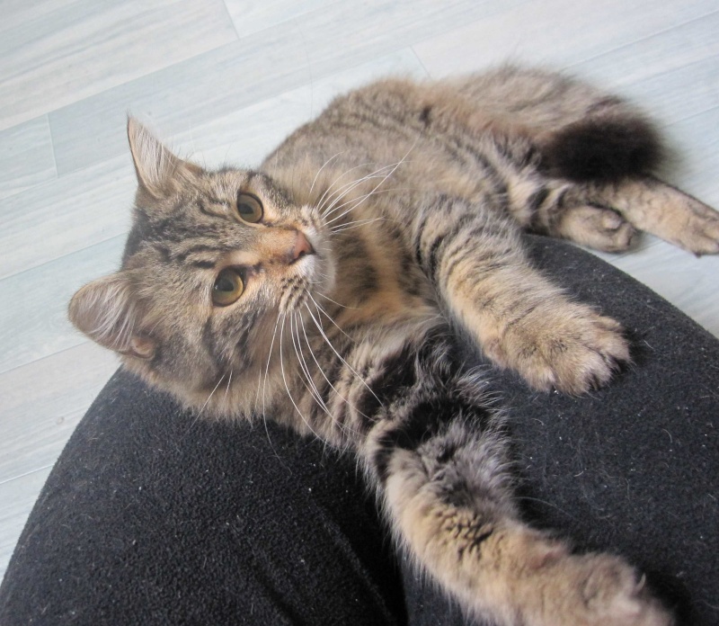 JANELLE, jeune chatte européenne, poils longs tabby fauve, née en novembre 2014 Janell11